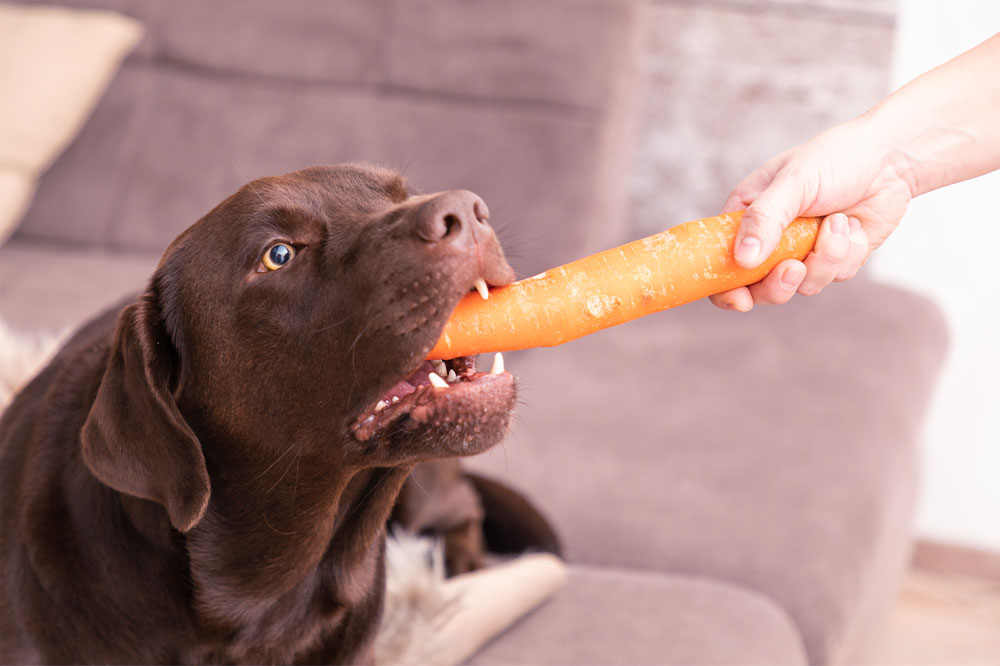 7 human foods that dogs can safely enjoy