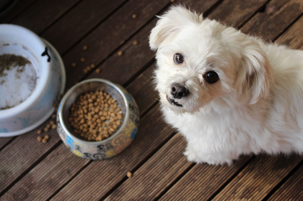 10 best places to buy dog food this Black Friday