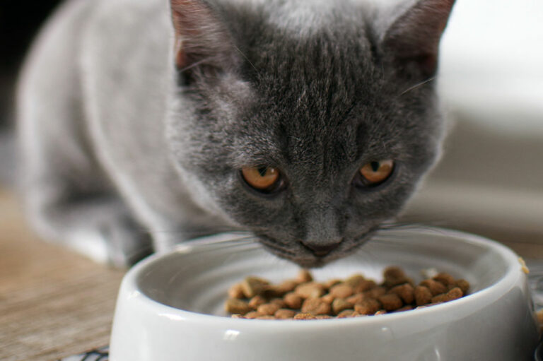 Top 10 cat food deals to check out during Black Friday 2022