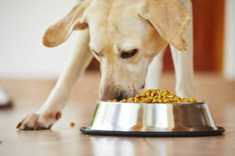 10 Best 2023 Black Friday Dog Food Deals to Expect