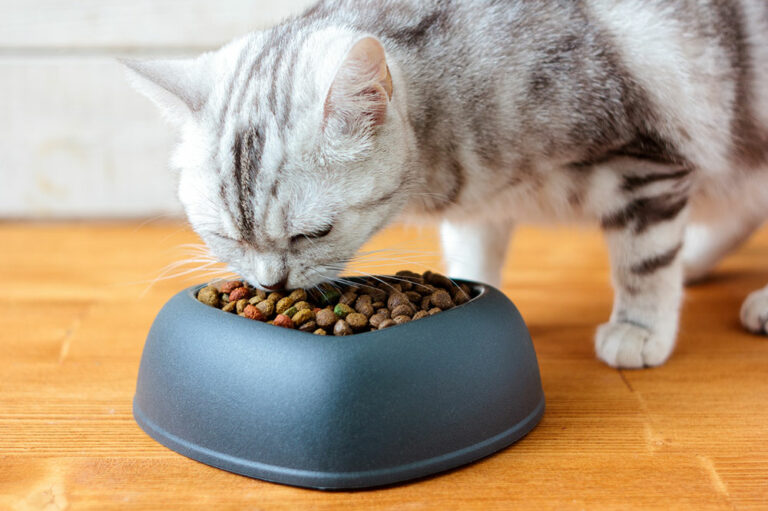 10 Cat Food Deals to Look Out for During Black Friday 2023