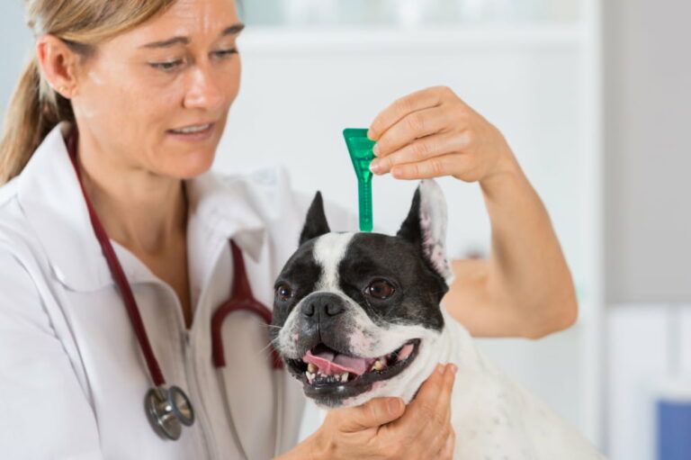 5 tips for managing flea and tick infestations in dogs