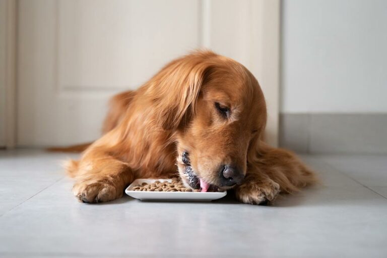 5 popular types of dog food